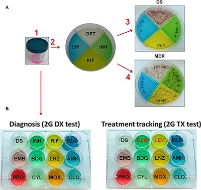 Tuberculosis Phenotypic and Genotypic Drug Susceptibility Testing and Immunodiagnostics: A Review